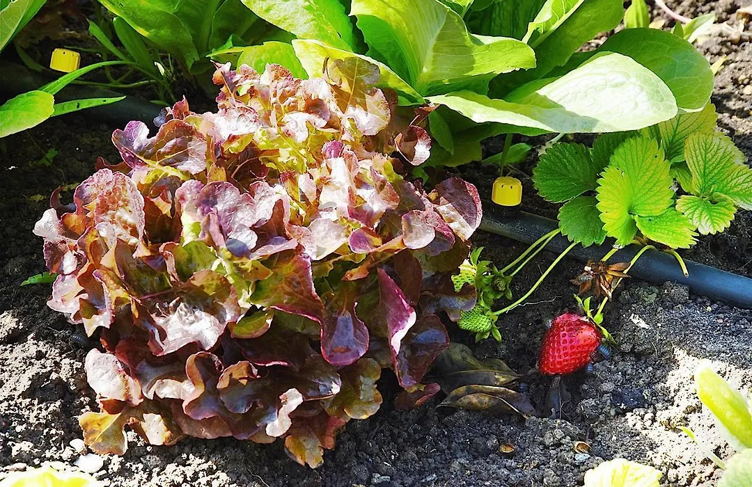 Zahobreña-1