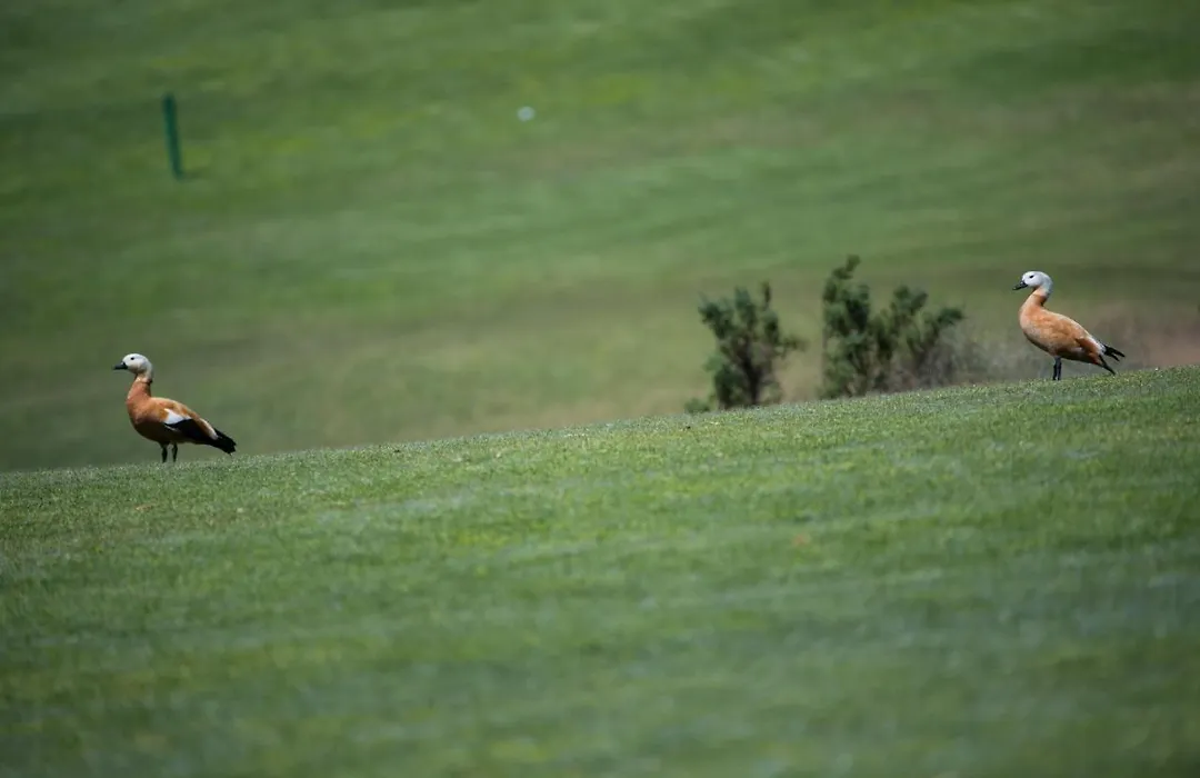 Vista Golf 28-1