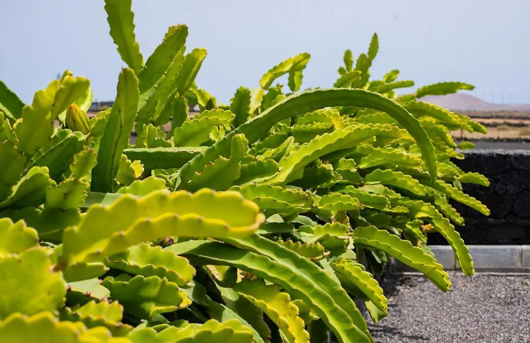 Eslanzarote Eco Dome Experience-1