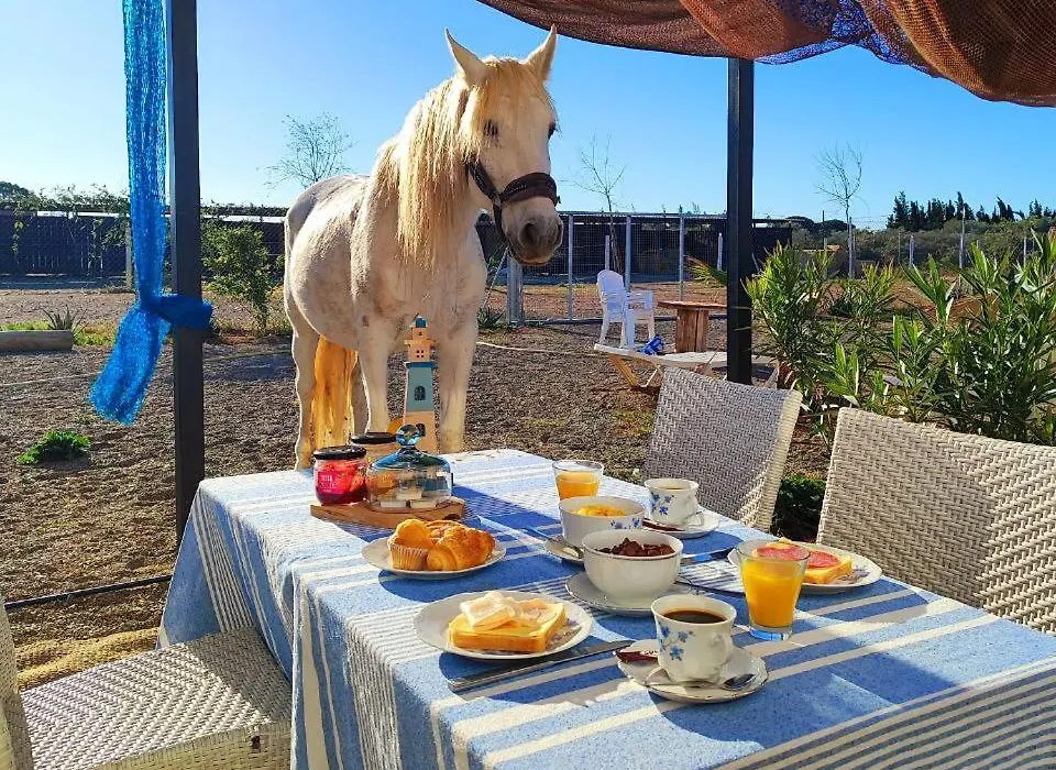 Caballito De Mar-1
