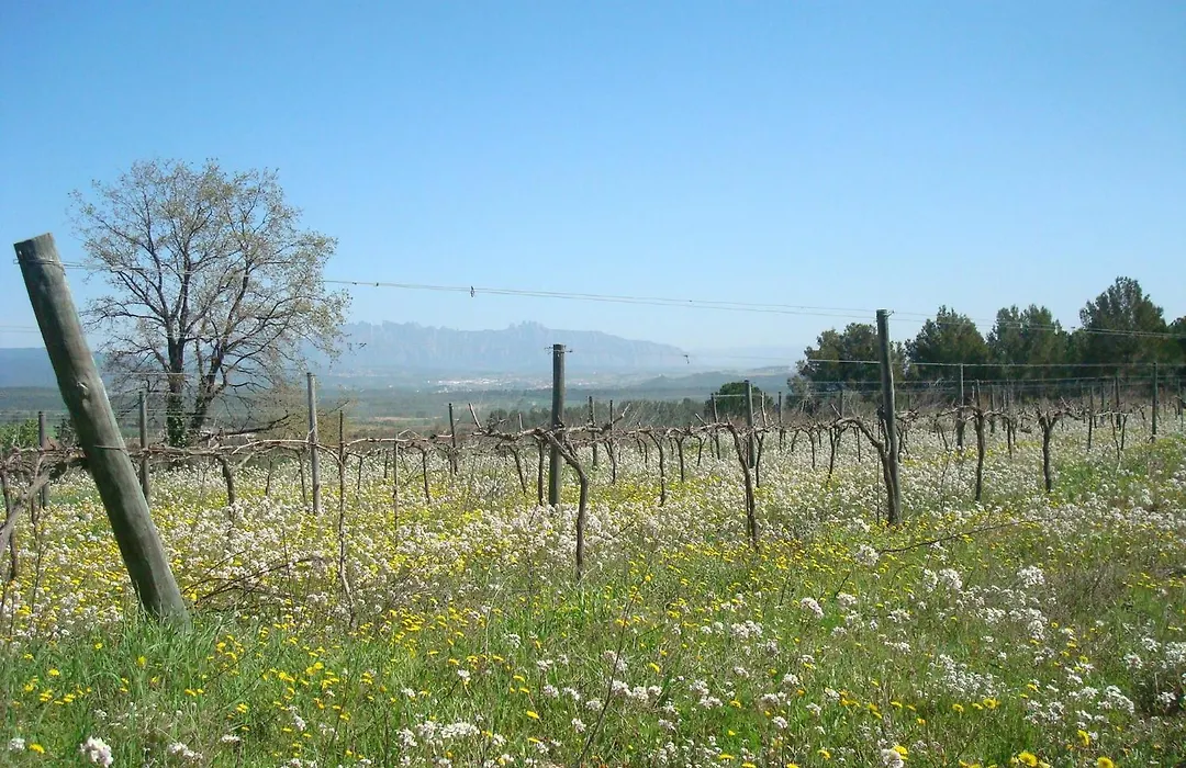 Comarquinal Bioresort Penedes-1