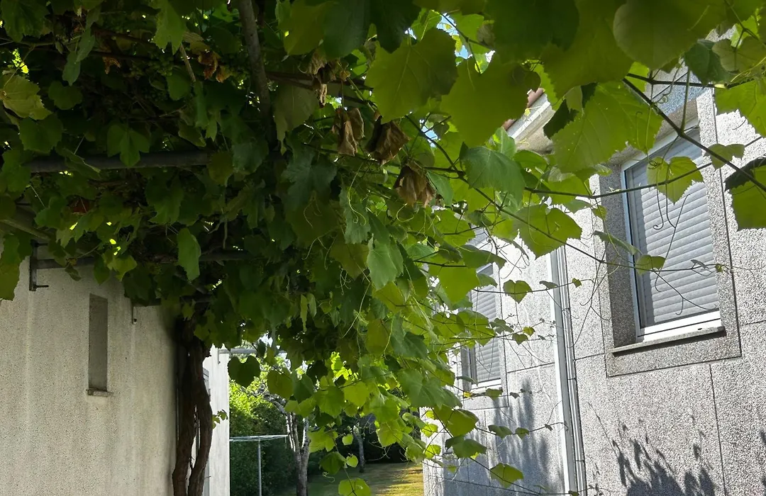 Casa Otilia - Rural - Camino de Santiago - Arzúa-1