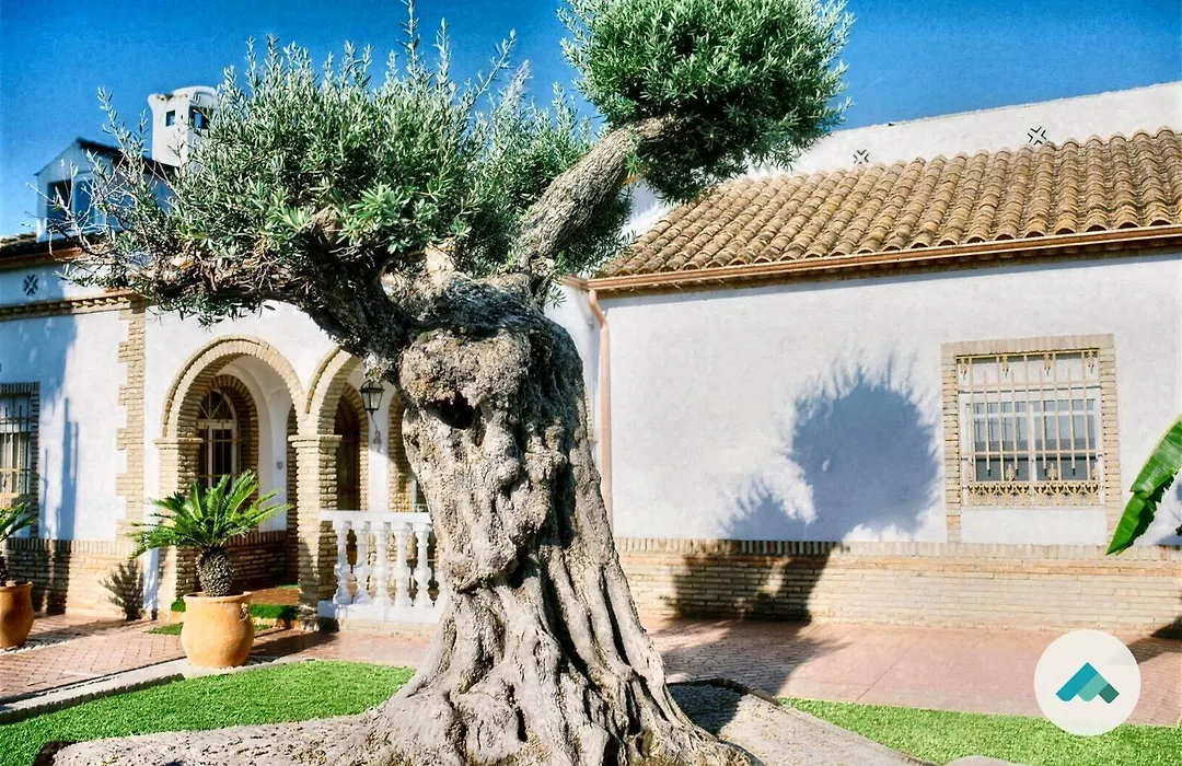Casa rural El Olivo de Córdoba-1