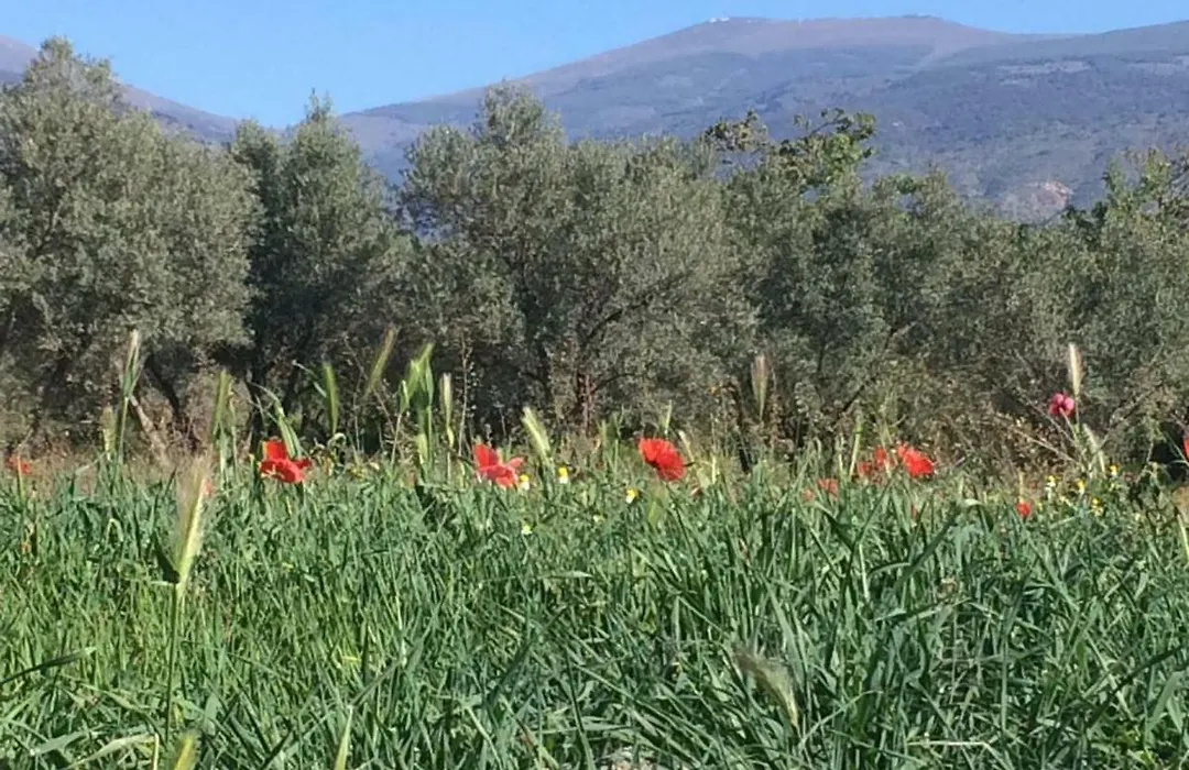 Villa Ugijar-1