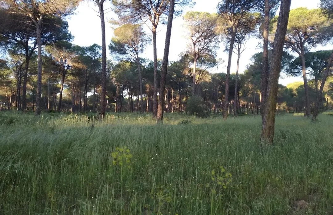 Casa Rural Los Pinos-1
