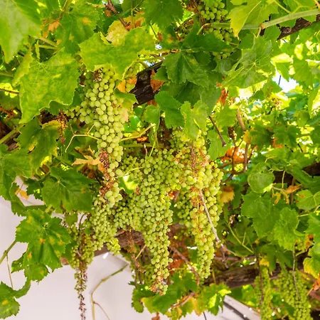 Huerta la Pimentada-2