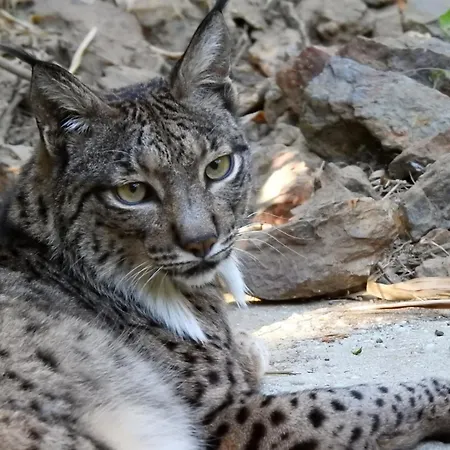 Hotel Selwo Lodge - Animal Park Tickets Included-2