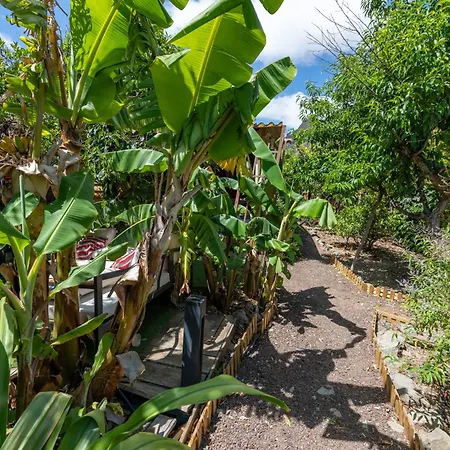 Finca OASIS Fataga-3