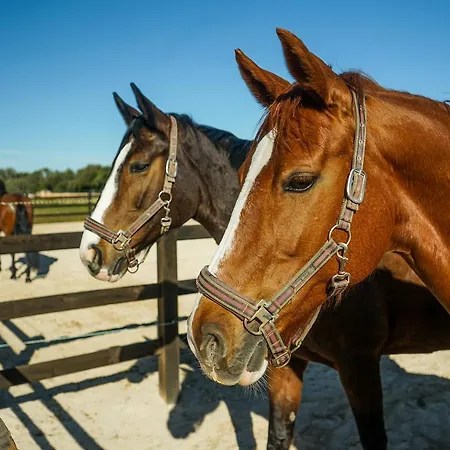 Vmg Horse Ranch (Adults Only)-2