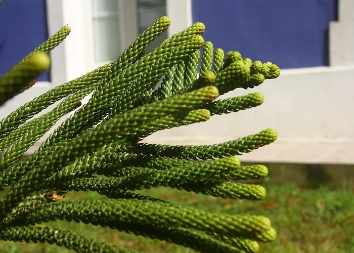 Gastronómico Araucaria