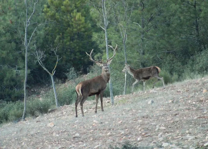 Apartamentos Rurales Casa Josefita Pedroso de Acim, España