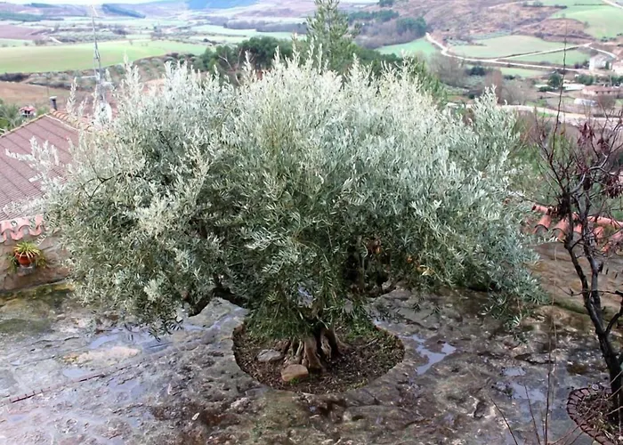 El Olivo De